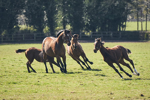 NATS-STUD-FOALS-2020-DJ-0938