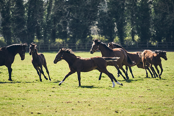NATS-STUD-FOALS-2020-DJ-0941