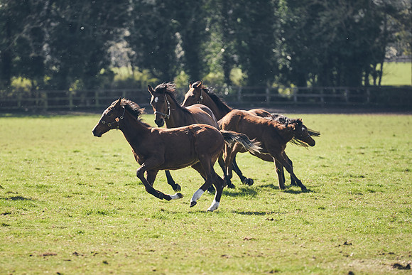 NATS-STUD-FOALS-2020-DJ-0939