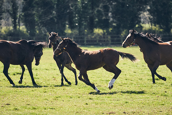 NATS-STUD-FOALS-2020-DJ-0943