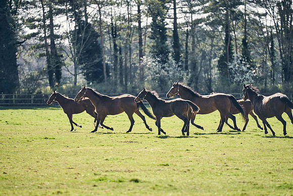 NATS-STUD-FOALS-2020-DJ-0976