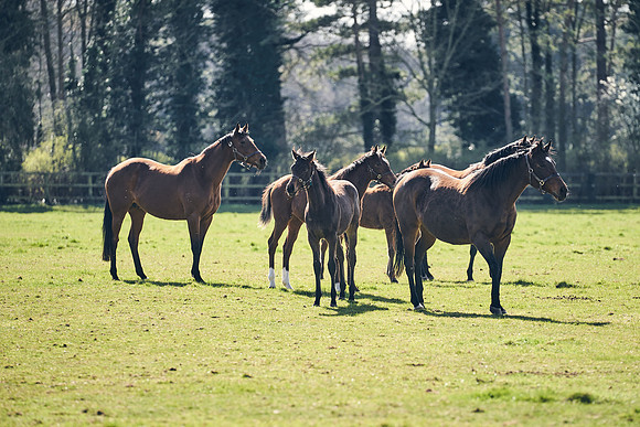 NATS-STUD-FOALS-2020-DJ-0983