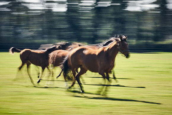 NATS-STUD-FOALS-2020-DJ-0997