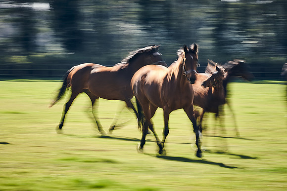 NATS-STUD-FOALS-2020-DJ-0993