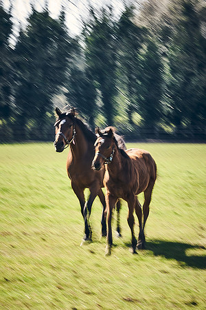 NATS-STUD-FOALS-2020-DJ-1005