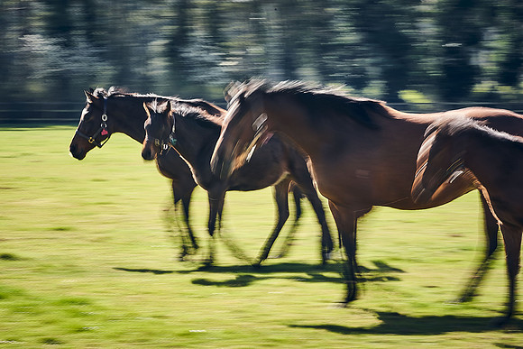 NATS-STUD-FOALS-2020-DJ-1018