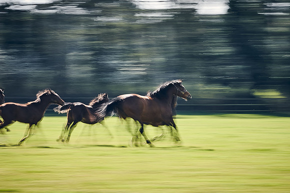 NATS-STUD-FOALS-2020-DJ-1036