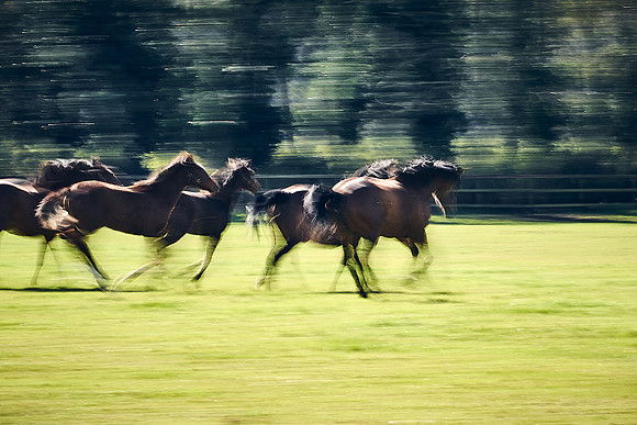 NATS-STUD-FOALS-2020-DJ-1040