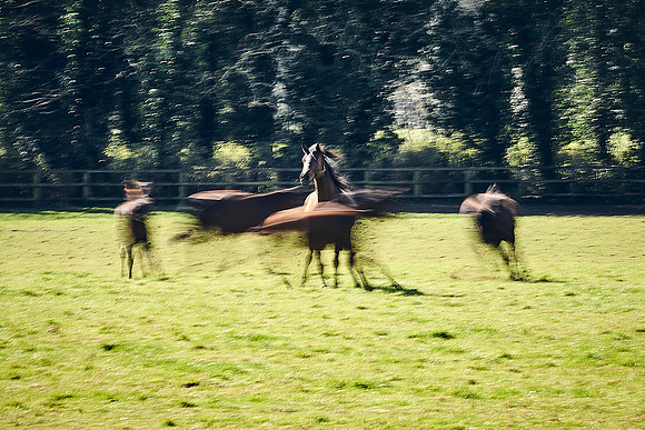 NATS-STUD-FOALS-2020-DJ-1046