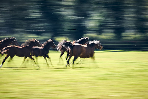 NATS-STUD-FOALS-2020-DJ-1039