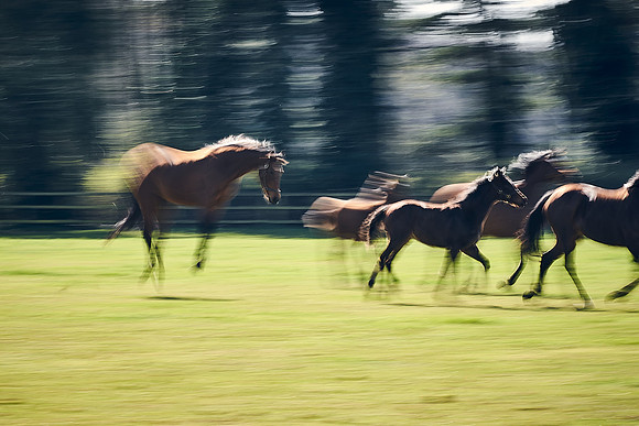 NATS-STUD-FOALS-2020-DJ-1065