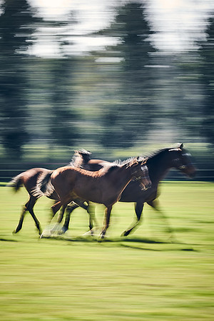 NATS-STUD-FOALS-2020-DJ-1073