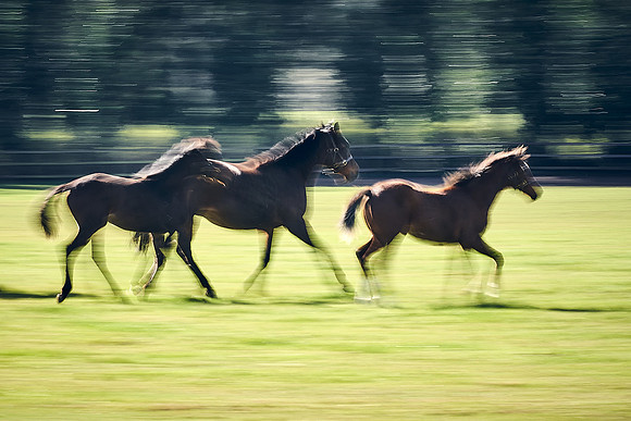 NATS-STUD-FOALS-2020-DJ-1080