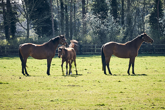 NATS-STUD-FOALS-2020-DJ-1093