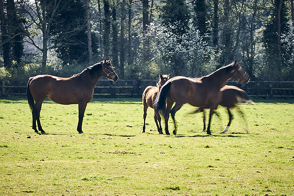 NATS-STUD-FOALS-2020-DJ-1090