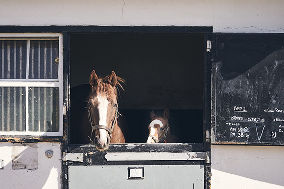 NATS-STUD-FOALS-2020-DJ-1123