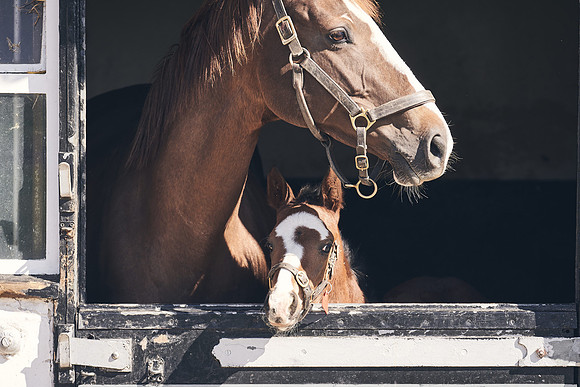 NATS-STUD-FOALS-2020-DJ-1126