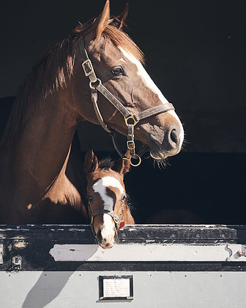 NATS-STUD-FOALS-2020-DJ-1128