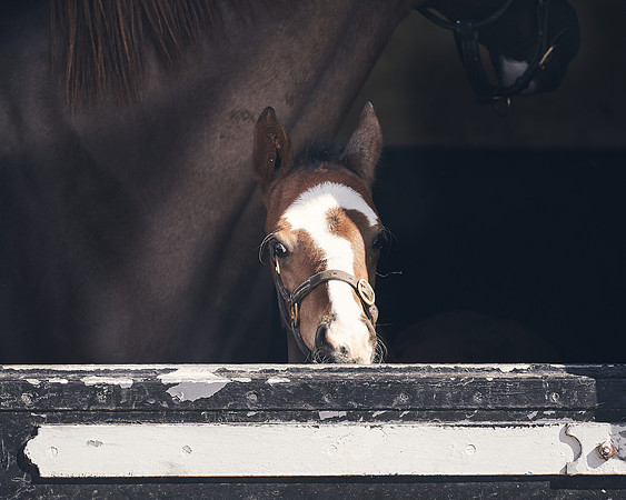 NATS-STUD-FOALS-2020-DJ-1132