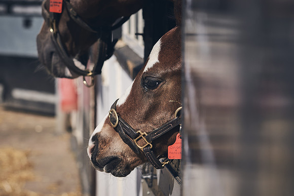 NATS-STUD-FOALS-2020-DJ-1133