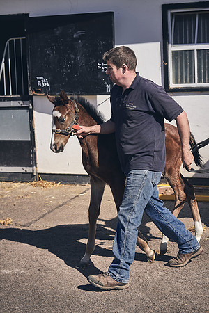 NATS-STUD-FOALS-2020-DJ-1149