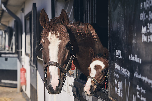 NATS-STUD-FOALS-2020-DJ-1140