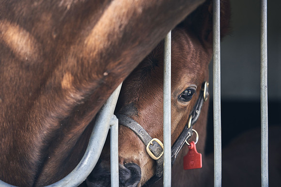 NATS-STUD-FOALS-2020-DJ-1153