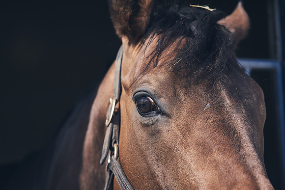NATS-STUD-FOALS-2020-DJ-1158