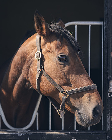 NATS-STUD-FOALS-2020-DJ-1165