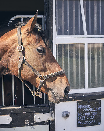 NATS-STUD-FOALS-2020-DJ-1168
