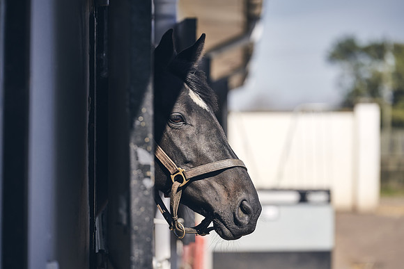 NATS-STUD-FOALS-2020-DJ-1182