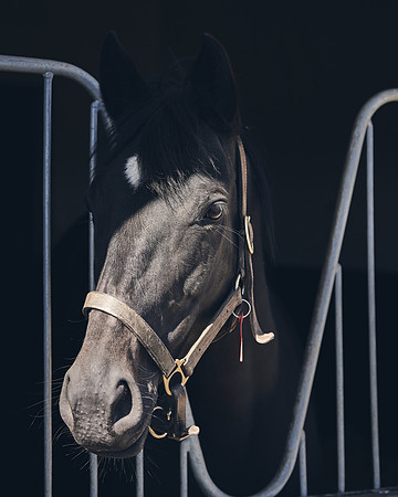 NATS-STUD-FOALS-2020-DJ-1193