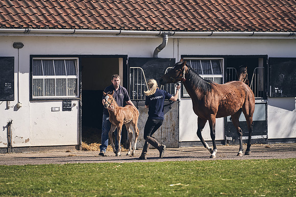 NATS-STUD-FOALS-2020-DJ-1202