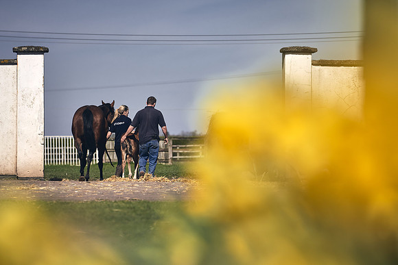 NATS-STUD-FOALS-2020-DJ-1226