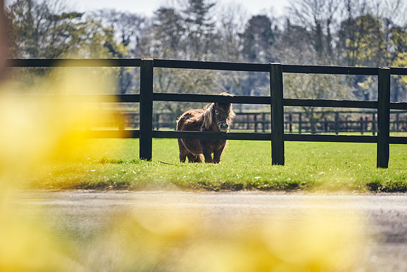 NATS-STUD-FOALS-2020-DJ-1232