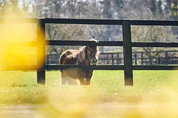 NATS-STUD-FOALS-2020-DJ-1237