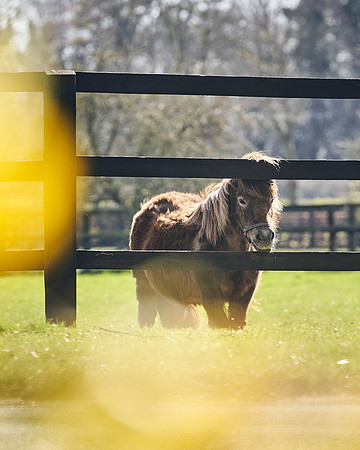 NATS-STUD-FOALS-2020-DJ-1238