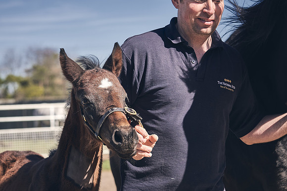 NATS-STUD-FOALS-2020-DJ-1251