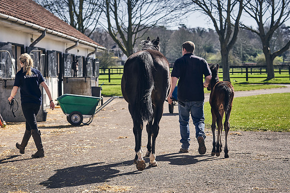 NATS-STUD-FOALS-2020-DJ-1257