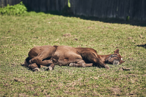 NATS-STUD-FOALS-2020-DJ-1262