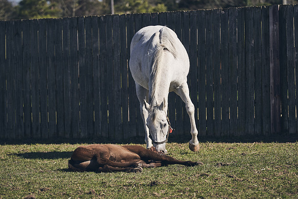 NATS-STUD-FOALS-2020-DJ-1270