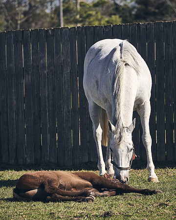 NATS-STUD-FOALS-2020-DJ-1271