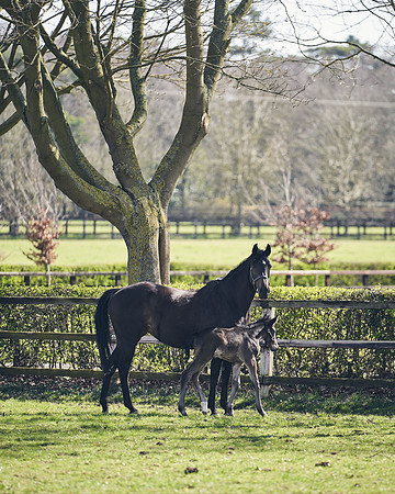 NATS-STUD-FOALS-2020-DJ-1275
