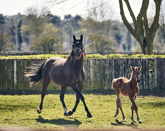 NATS-STUD-FOALS-2020-DJ-1280