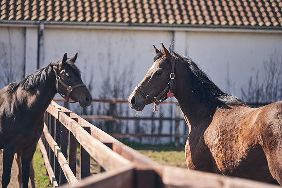 NATS-STUD-FOALS-2020-DJ-1289