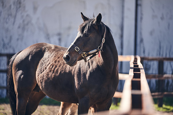 NATS-STUD-FOALS-2020-DJ-1297