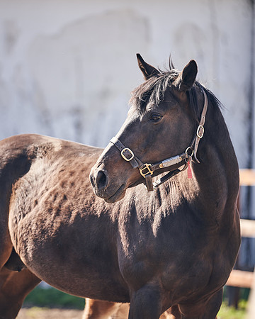 NATS-STUD-FOALS-2020-DJ-1299