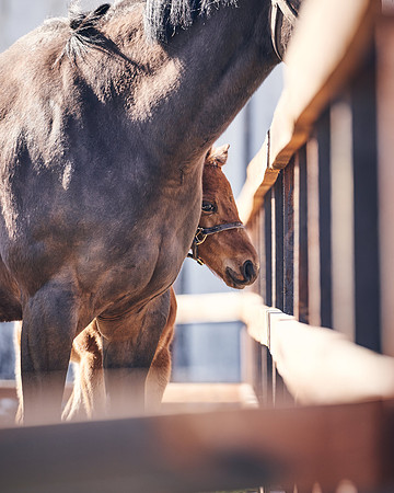 NATS-STUD-FOALS-2020-DJ-1308