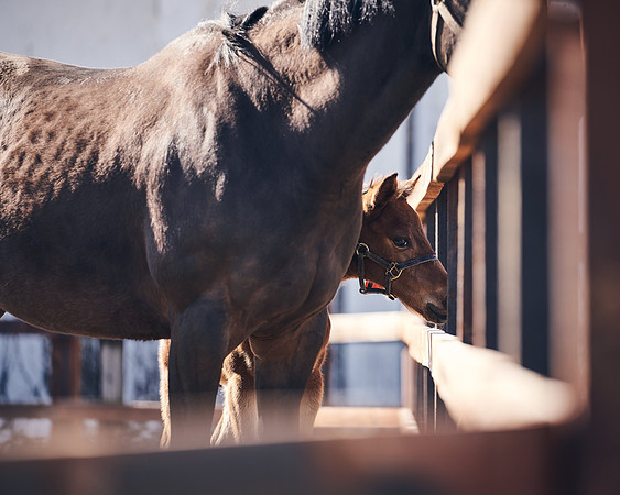 NATS-STUD-FOALS-2020-DJ-1309