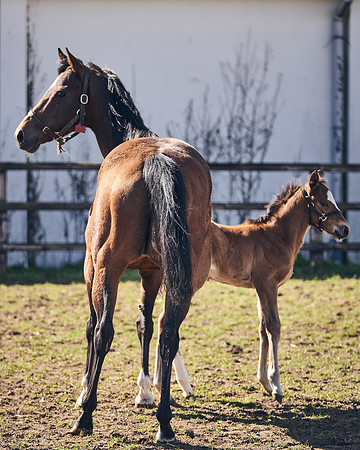 NATS-STUD-FOALS-2020-DJ-1313